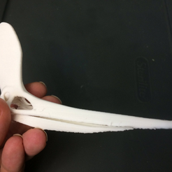 sternbergiprint.png Télécharger fichier STL gratuit crâne de geosternbergia/pteranodon sternbergi • Modèle imprimable en 3D, tepuitrouble
