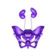 OBJ-.obj 3D Model of Female Reproductive, Urinary System, Hip and Sacrum