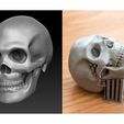 1e75ddd152e4c2828189ff2fd7b318cf_preview_featured.jpg Free STL file Skull・3D printer model to download, Taran3D