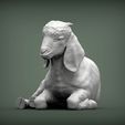 Baby-Boer-goat-lying-down2.jpg Baby Boer goat lying down 3D print model