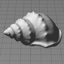 Untitled-1_display_large.jpg Бесплатный STL файл Sea Shell (from Digitizer Scan)・Дизайн 3D-печати для загрузки