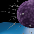 0009.png Human Fertilization: Sperm & Ovum 🧬 Dynamic 3D Model