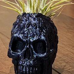 20231130_231232.jpg Calavera Airplant Holder Head Pot