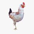 portada-0RANGE.png CHICKEN - DOWNLOAD CHICKEN 3d Model - animated for Blender-Fbx-Unity-Maya-Unreal-C4d-3ds Max - AND 3D Printing HEN HEN CHICKEN hen, chicken, fowl, coward, sissy, funk -BIRD -  POKÉMON - GARDEN