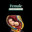 Female-Reproductive-System-thumb.jpg Female Reproductive System