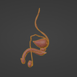 8.png 3D Model of Male Reproductive System