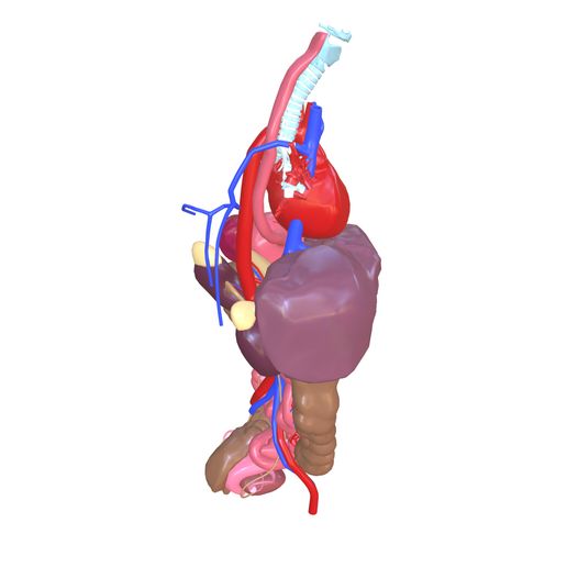 5.jpg INTESTINAL ANATOMY STOMACH ESOPHAGUS INTESTINE SMALL LIVER LUNG LARGE HEART THROAT PANCREAS BLOOD VESSEL