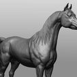 29.jpg Horse Breeds Collection