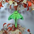 20240210_141335.jpg REALISTIC LUNA MOTH (ARTICULATED, PRINT-IN-PLACE)