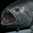 White-grouper-open-mouth-statue-27.png fish white grouper / Epinephelus aeneus open mouth statue detailed texture for 3d printing