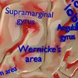 centralnervoussystemcortexlimbicbasalgangliastemcerebel3dmodelblend20.jpg Central nervous system cortex limbic basal ganglia stem cerebel 3D model