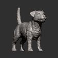 Jack-Russell-Terrier7.jpg Jack Russell Terrier Longhair 3D print model