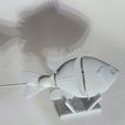 20230404_124914.jpg 3 1/2 sunfish lure