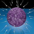 0003.png Human Fertilization: Sperm & Ovum 🧬 Dynamic 3D Model