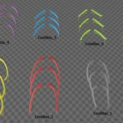 costillas.JPG Fichier STL Squelette de cheval - Côtes - Côtes・Modèle à télécharger et à imprimer en 3D
