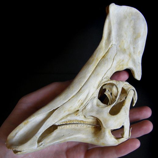 Olorotitan_arhar04.jpg Olorotitan: Dinosaur Skull