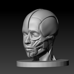 Head-Anatomy.png Fichier STL gratuit Anatomie des muscles de la tête・Design à télécharger et à imprimer en 3D