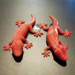 Oben.jpg Gecko Magnet 2x 5mmx1mm