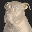 tbrender_Viewport_001.png Pit Bull dog