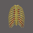 3.png CÔTES AVEC CARTILAGE COSTAL SEGMENTÉ