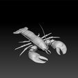 lob2.jpg lobster - sea animal