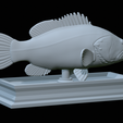 Dusky-grouper-34.png fish dusky grouper / Epinephelus marginatus statue detailed texture for 3d printing