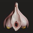 clitoris0001.jpg Clitoris Anatomy - Aroused Clitoris