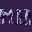 01.jpg four toy camels, for creating scenes or just for playing