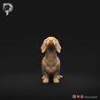 Dachshund-Miniature-Smooth-Haired-Pose-05-Dog-3D-Print-10s.jpeg Perro salchicha miniatura de pelo liso Pose 05