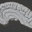 39.PNG.da33d0083c206d35d76bab79fdbdacd3.png 3D Model of Human Brain