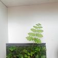 IMG20240213135746.jpg Miniature Plant Wall