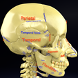 pr5.png Human skeleton set complete separable labelled bone names parts 3D model