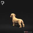 Dachshund-Miniature-Wire-Haired-Pose-01-Dog-3D-Print-6s.jpeg Dackel Miniatur Drahthaar Pose 01