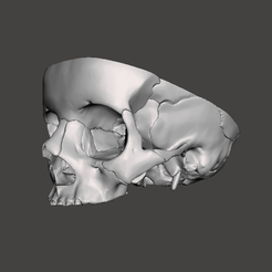 Captura-5.png STL file Detailed Hollow Skull / Cráneo Hueco Detallado / Detailed Hollow Skull・Model to download and 3D print