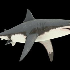 tiburon_blanco_3d_model_c4d_max_obj_fbx_ma_lwo_3ds_3dm_stl_1115267_o.jpg Great white shark