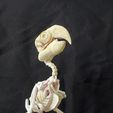 IMG_20231007_144223606_HDR.jpg Parrot Skeleton