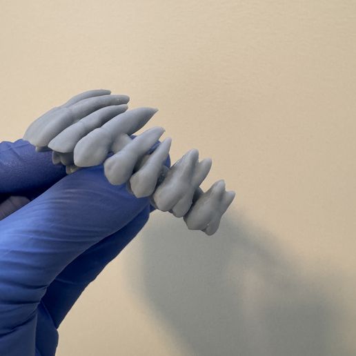 IMG_1286.jpg Anatomy dental full arch