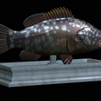 Dusky-grouper-11.png fish dusky grouper / Epinephelus marginatus statue detailed texture for 3d printing