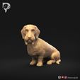 Dachshund-Wire-Haired-Pose-06-Dog-3D-Print-10s.jpeg Teckel à poil dur Pose 06