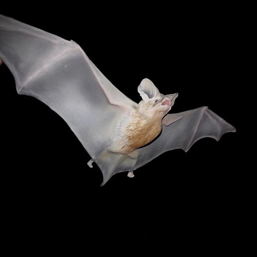 BAT-3D-PRINT-2.jpeg BAT FLYING