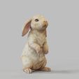Bunny-Standing.1651.jpg Bunny Rabbit Standing Pose- TOOLS ,GARDENING Series