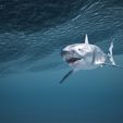 Underwater_Shark_1.jpeg Great White Shark 3D model