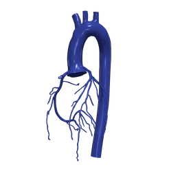 1.png Modèle 3D de l'aorte et des artères coronaires