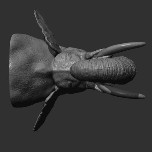 35.jpg Elephant head