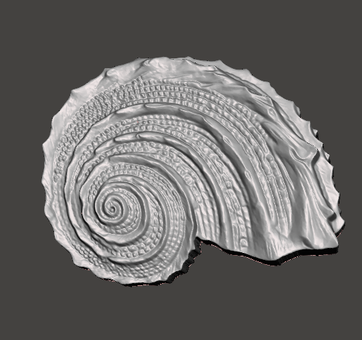 Screenshot-2024-09-28-212108.png Sea Shell Design realistic abstract scanned model