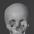 25.png 3D Model of Skull Bones