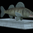 zander-statue-4-open-mouth-1-6.png fish zander / pikeperch / Sander lucioperca  open mouth statue detailed texture for 3d printing