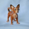 12BAB738-45A4-4CF2-8BDD-95B75D638314.jpg Long Haired Chihuahua