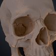 Human_Skull_Render_3Demon.653.jpg Anatomically Correct Human Skull - Homo Sapiens Sapiens