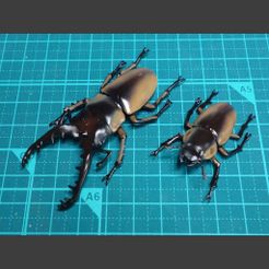 DSC04955r.jpg Archivo STL gratis Prospocoilous Savagei・Objeto para impresora 3D para descargar